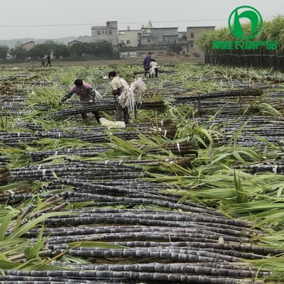 廣西黑皮甘蔗基地—南桂農(nóng)副產(chǎn)品經(jīng)營(yíng)部 優(yōu)質(zhì)甘蔗批發(fā)，價(jià)格實(shí)惠